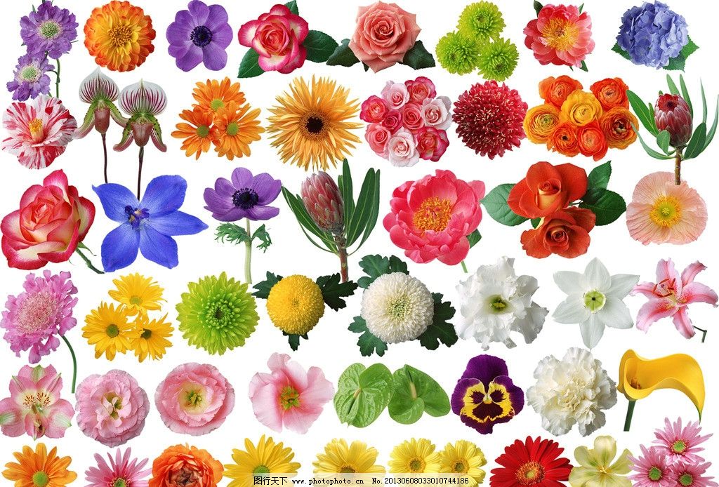 花種類大全 探索色彩斑斕的花卉世界