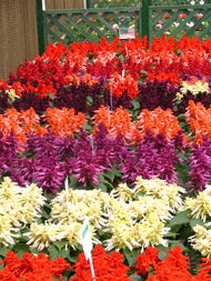 陜西華凌園林景觀工程 匠心筑就花卉世界，扮靚城市美好生活