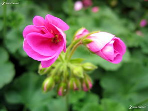 合肥豐樂生態(tài)園 探訪華東最大精品花卉大觀園，賞花之余的家用電器隨拍之旅