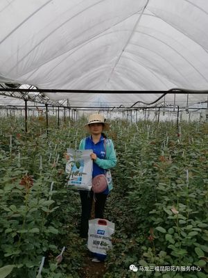 堿鉀66 引領花卉營養(yǎng)新紀元的高性能堿性超高鉀產品